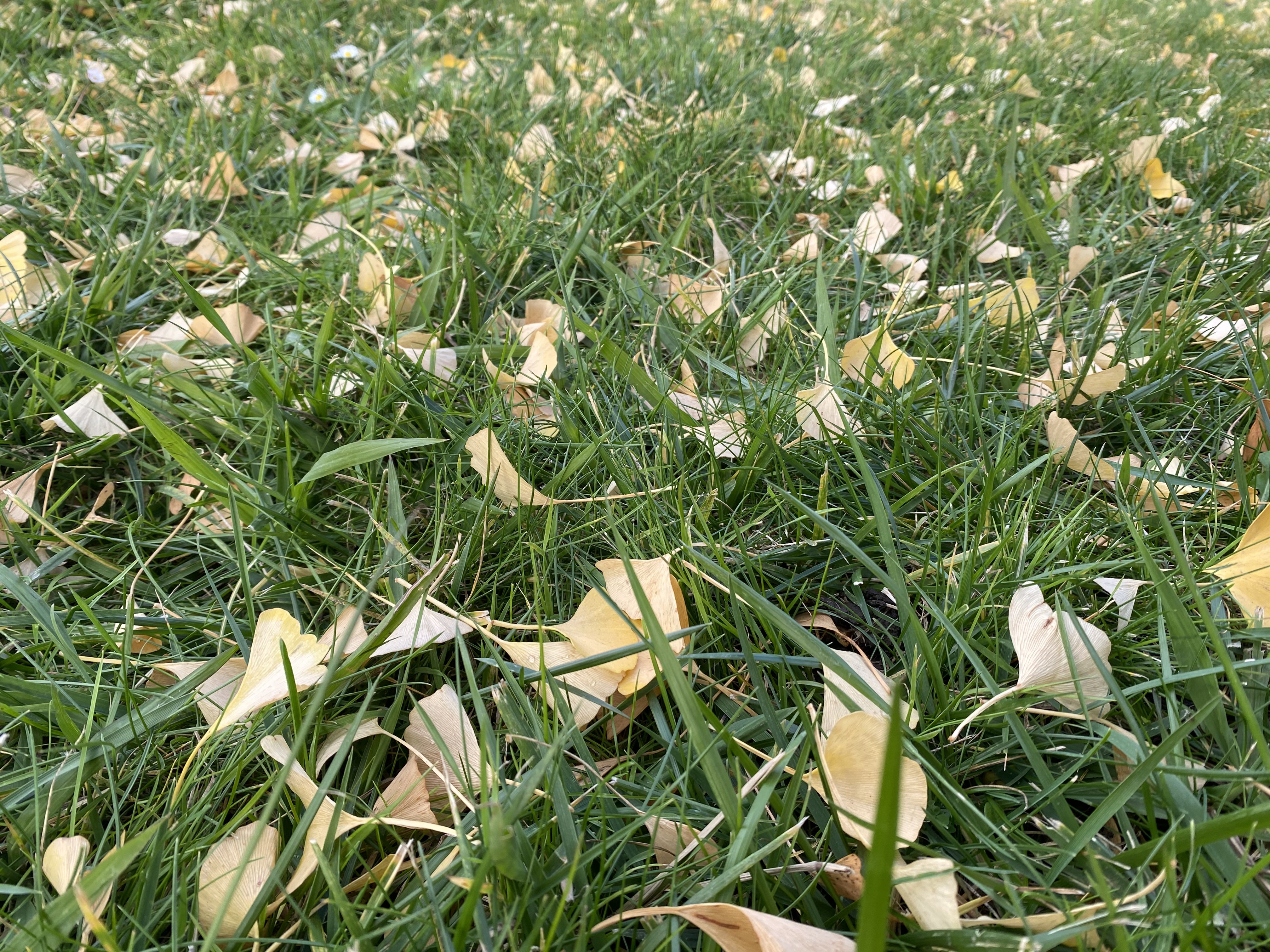 Ginkgo Leaves